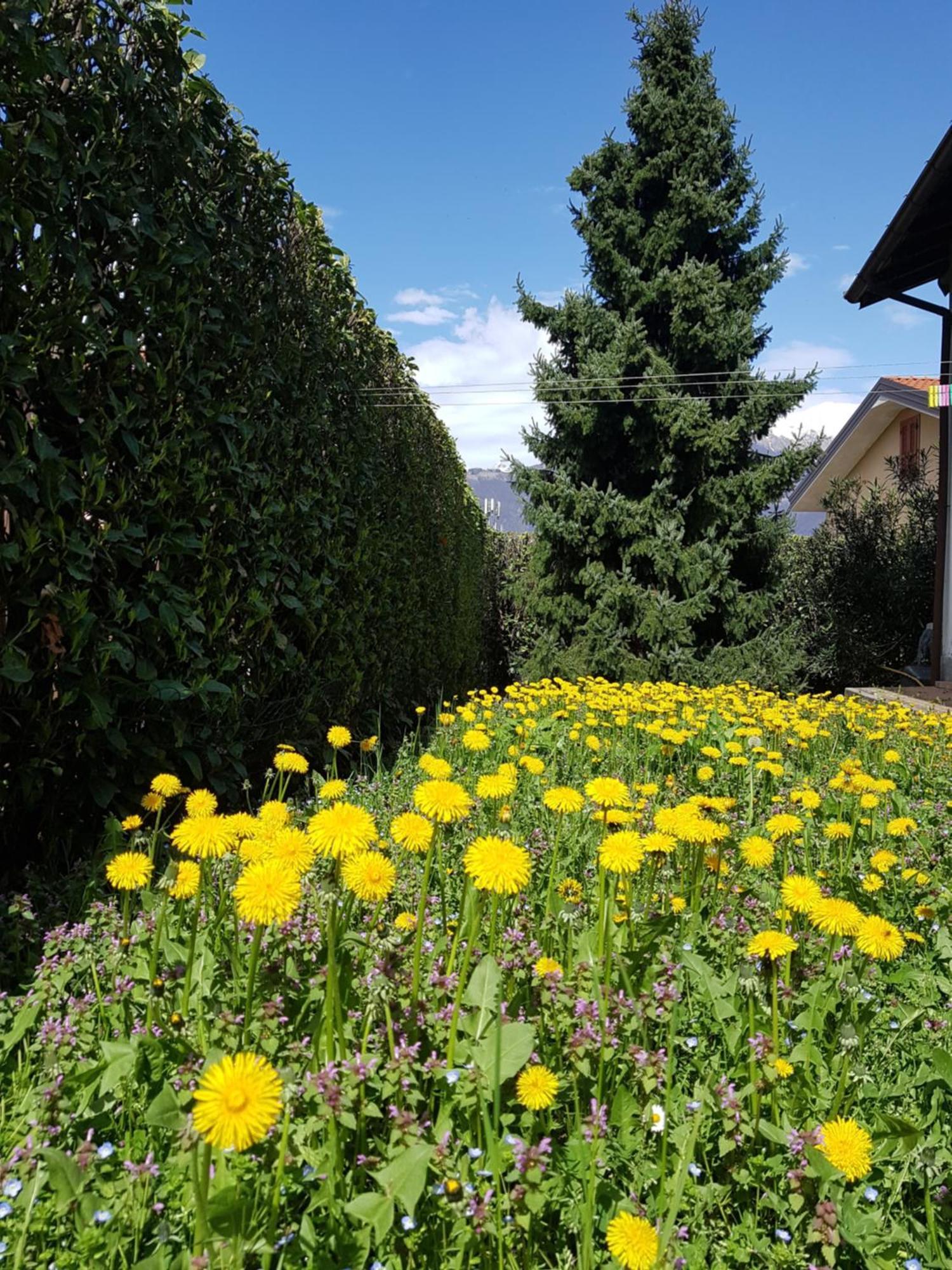 Villa Iris -Pet Friendly Stay - Garden - Private Parking- Bike Friendly Holiday House Colico Exteriör bild